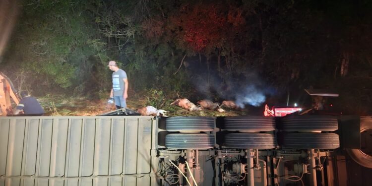 Carreta com gado tomba na BR-070 em Goiás e deixa 14 animais mortos