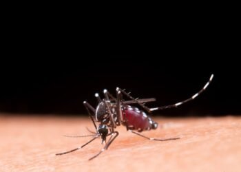 Dengue: Brasil registra 6,5 milhões de casos prováveis em 2024