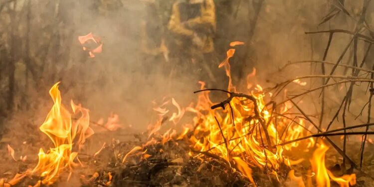 Cerca de 15,4 milhões de pessoas foram afetadas pelas queimadas em 2024