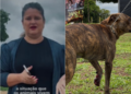 Cachorro é baleado em Anápolis, e vereadora Seliane da SOS denuncia crueldade contra animais