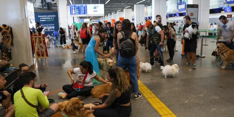 Pets: guia orienta tutores para viagem aérea com segurança e conforto