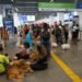 Pets: guia orienta tutores para viagem aérea com segurança e conforto
