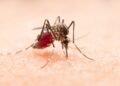 Dengue: Brasil registra 6,6 mi de casos; aumento de 400% em relação a 2023