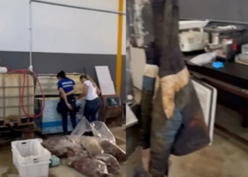 Galpão de Anápolis expõe cena chocante: carne de cavalo suspeita de ser vendida ilegalmente