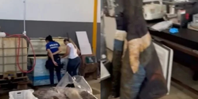 Galpão de Anápolis expõe cena chocante: carne de cavalo suspeita de ser vendida ilegalmente