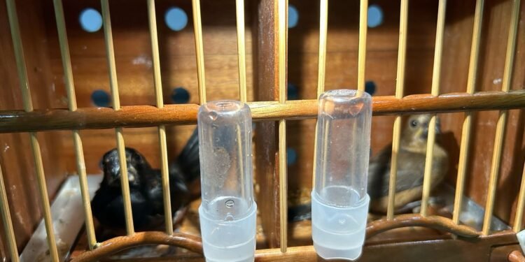 PRF flagra transporte ilegal de aves silvestres em ônibus interestadual